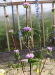 Dārza Ziedi Phlomis sārts Foto, apraksts un audzēšana, augošs un raksturlielumi