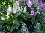 Zahradní květiny Ananas Květ, Ananas Lilie, Eucomis bílá fotografie, popis a kultivace, pěstování a charakteristiky
