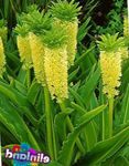 Zahradní květiny Ananas Květ, Ananas Lilie, Eucomis žlutý fotografie, popis a kultivace, pěstování a charakteristiky