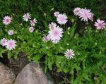 Dārza Ziedi Rozā Hawk Bārda, Hawksbeard, Crepis sārts Foto, apraksts un audzēšana, augošs un raksturlielumi