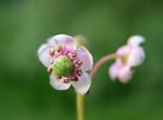 Hage blomster Pipsissewa, Prins Furu, Malt Kristtorn, Chimaphila rosa Bilde, beskrivelse og dyrking, voksende og kjennetegn