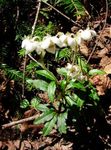 Pipsissewa, Le Pin Prince, Rez-De Houx