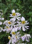 庭の花 貧しい人の蘭、蝶の花, Schizanthus ホワイト フォト, 説明 と 栽培, 成長 と 特性
