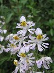 weiß  Arme-Leute-Orchidee, Schmetterling Blume Merkmale und Foto