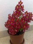 Szegény Ember Orchidea, Pillangó Virág, Schizanthus piros fénykép, leírás és termesztés, növekvő és jellemzők