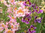 Bahçe Çiçekleri Zavallı Adam Orkide, Kelebek Çiçek, Schizanthus pembe fotoğraf, tanım ve yetiştirme, büyüyen ve özellikleri