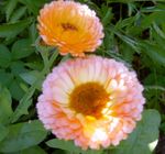 Zahradní květiny Měsíček Lékařský, Calendula officinalis růžový fotografie, popis a kultivace, pěstování a charakteristiky
