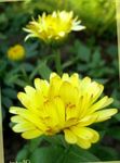 ბაღის ყვავილები Pot Marigold, Calendula officinalis ყვითელი სურათი, აღწერა და გაშენების, იზრდება და მახასიათებლები