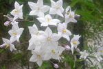 Puutarhakukat Peruna Viiniköynnöksen Sydney, Sininen Peruna Bush, Paraguay Nightshade, Sininen Lycianthes, Solanum jasminoides, Solanum rantonnetii valkoinen kuva, tuntomerkit ja muokkaus, viljely ja ominaisuudet