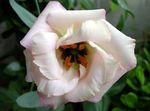 hvit Blomst Prairie Gentian, Lisianthus, Texas Blåklokke kjennetegn og Bilde