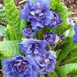 Garden Flowers Primrose, Primula blue Photo, description and cultivation, growing and characteristics
