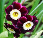 garður blóm Primrose, Primula burgundy mynd, lýsing og ræktun, vaxandi og einkenni