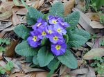 Vrtno Cvetje Jeglič, Primula svetlo modra fotografija, opis in gojenje, rast in značilnosti