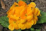 Garden Flowers Primrose, Primula orange Photo, description and cultivation, growing and characteristics