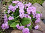 Garden Flowers Primrose, Primula lilac Photo, description and cultivation, growing and characteristics