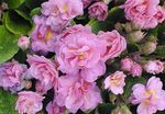 Garden Flowers Primrose, Primula pink Photo, description and cultivation, growing and characteristics