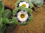 Aias Lilli Priimula, Primula roheline Foto, kirjeldus ja kultiveerimine, kasvav ja omadused