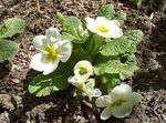 Garden Flowers Primrose, Primula white Photo, description and cultivation, growing and characteristics