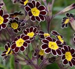 Garden Flowers Primrose, Primula black Photo, description and cultivation, growing and characteristics