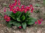 Garden Flowers Primrose, Primula red Photo, description and cultivation, growing and characteristics