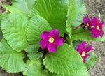 Garden Flowers Primrose, Primula purple Photo, description and cultivation, growing and characteristics