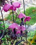 Градински цветове Лилаво Звънец Лоза, Rhodochiton розов снимка, описание и отглеждане, култивиране и характеристики