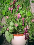 Hage blomster Lilla Bell Vine, Rhodochiton burgunder Bilde, beskrivelse og dyrking, voksende og kjennetegn