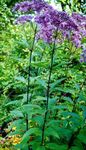 庭の花 紫色のジョーのパイ雑草、甘いジョーのパイ雑草, Eupatorium パープル フォト, 説明 と 栽培, 成長 と 特性
