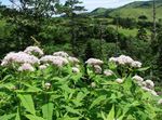 庭の花 紫色のジョーのパイ雑草、甘いジョーのパイ雑草, Eupatorium ホワイト フォト, 説明 と 栽培, 成長 と 特性