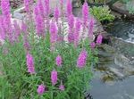 庭の花 紫オカトラノオ、ワンドオカトラノオ, Lythrum virgatum ライラック フォト, 説明 と 栽培, 成長 と 特性