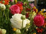 white Flower Ranunculus, Persian Buttercup, Turban Buttercup, Persian Crowfoot characteristics and Photo