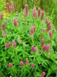 Бақша Гүлдер Қызыл Беде, Trifolium rubens қызғылт Фото, сипаттамасы мен өсіру, өсіп келе жатқан мен сипаттамалары