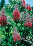 Hage blomster Rød Fjærkledde Kløver, Pryd Kløver, Red Trefoil, Trifolium rubens rød Bilde, beskrivelse og dyrking, voksende og kjennetegn