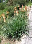 Garden Flowers Red hot poker, Torch Lily, Tritoma, Kniphofia orange Photo, description and cultivation, growing and characteristics