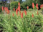Garden Flowers Red hot poker, Torch Lily, Tritoma, Kniphofia red Photo, description and cultivation, growing and characteristics