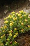 Tuin Bloemen Rhodiola, Roseroot, Sedum, Roseroot Leedy's, Stonecrop geel foto, beschrijving en teelt, groeiend en karakteristieken