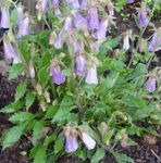 Trädgårdsblommor Ringflower, Symphyandra  wanneri lila Fil, beskrivning och uppodling, odling och egenskaper
