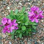 pink Flower Rock cress characteristics and Photo