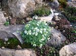 white Flower Rock cress characteristics and Photo