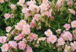 Trädgårdsblommor Vagga Ros, Helianthemum rosa Fil, beskrivning och uppodling, odling och egenskaper