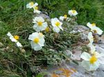 alb Floare Stâncă Trandafir caracteristici și fotografie