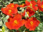 Trädgårdsblommor Vagga Ros, Helianthemum röd Fil, beskrivning och uppodling, odling och egenskaper