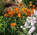 Zahradní květiny Skála Růže, Helianthemum oranžový fotografie, popis a kultivace, pěstování a charakteristiky