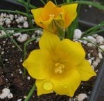Λουλούδια κήπου Romulea κίτρινος φωτογραφία, περιγραφή και καλλιέργεια, φυτοκομεία και χαρακτηριστικά