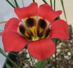 červená Kvetina Romulea vlastnosti a fotografie