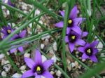 Záhradné kvety Romulea modrá fotografie, popis a pestovanie, pestovanie a vlastnosti