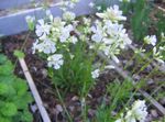 Zahradní květiny Růže Nebe, Viscaria, Silene coeli-rosa bílá fotografie, popis a kultivace, pěstování a charakteristiky