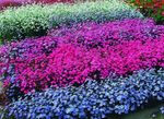 Gradina Flori Trandafir Din Cer, Viscaria, Silene coeli-rosa albastru deschis fotografie, descriere și cultivare, în creștere și caracteristici