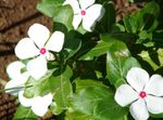 white Flower Rose Periwinkle, Cayenne Jasmine, Madagascar Periwinkle, Old Maid, Vinca characteristics and Photo