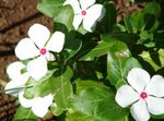 blanco Flor Rosa Bígaro, Jazmín Cayena, Madagascar Bígaro, Solterona, Vinca características y Foto